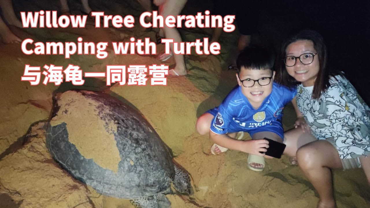Willow Tree Cherating Camping with Turtle | 与海龟一同露营