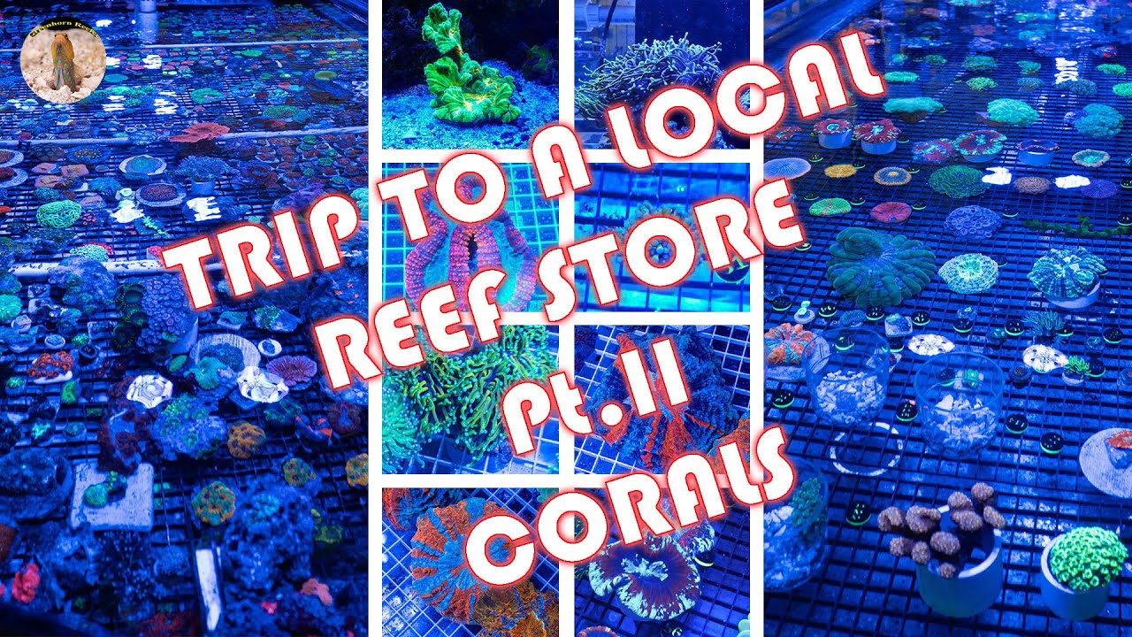 GOING TO A LOCAL REEF STORE | PART 2 | MY 300L REEF TANK CALIFORNIA