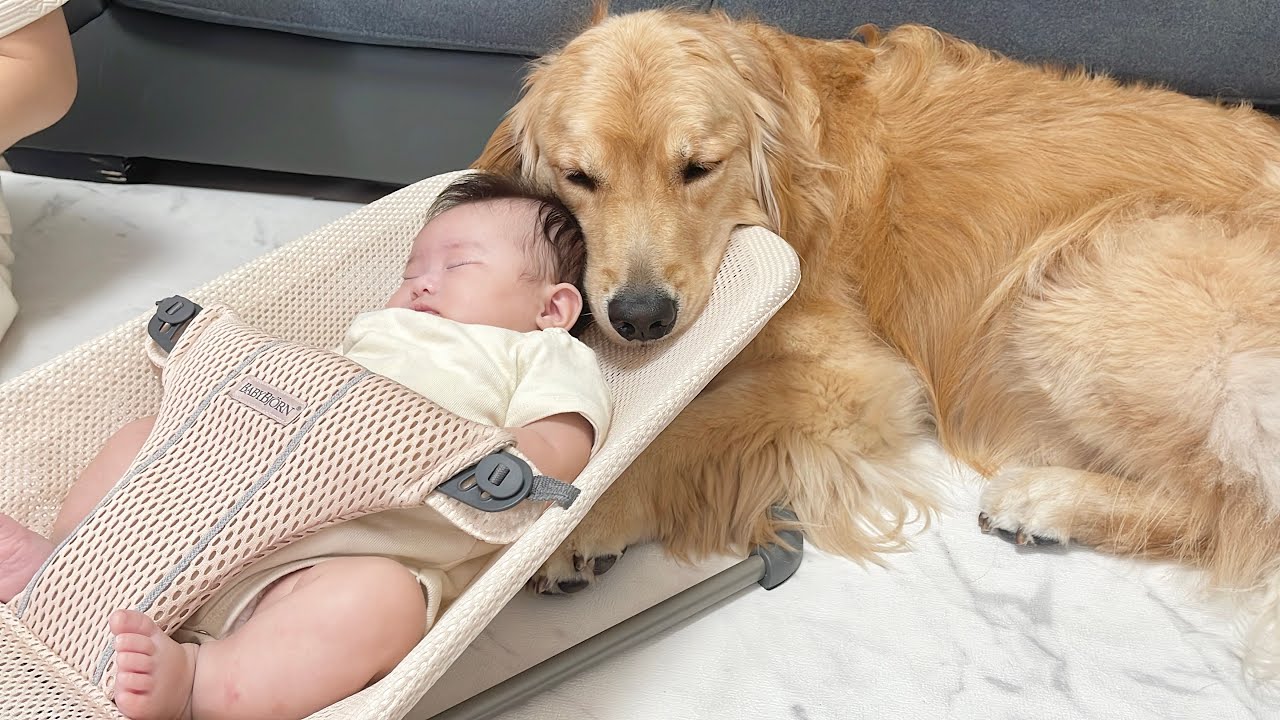 泣いていると泣き止まそうとし側を離れないゴールデンレトリバーが優しすぎました...