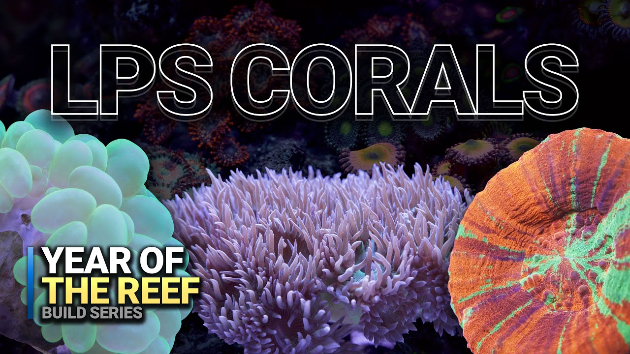 Beginner&rsquo;s Guide to Stunning LPS Corals 🌊 | Year of the Reef Ep. 17