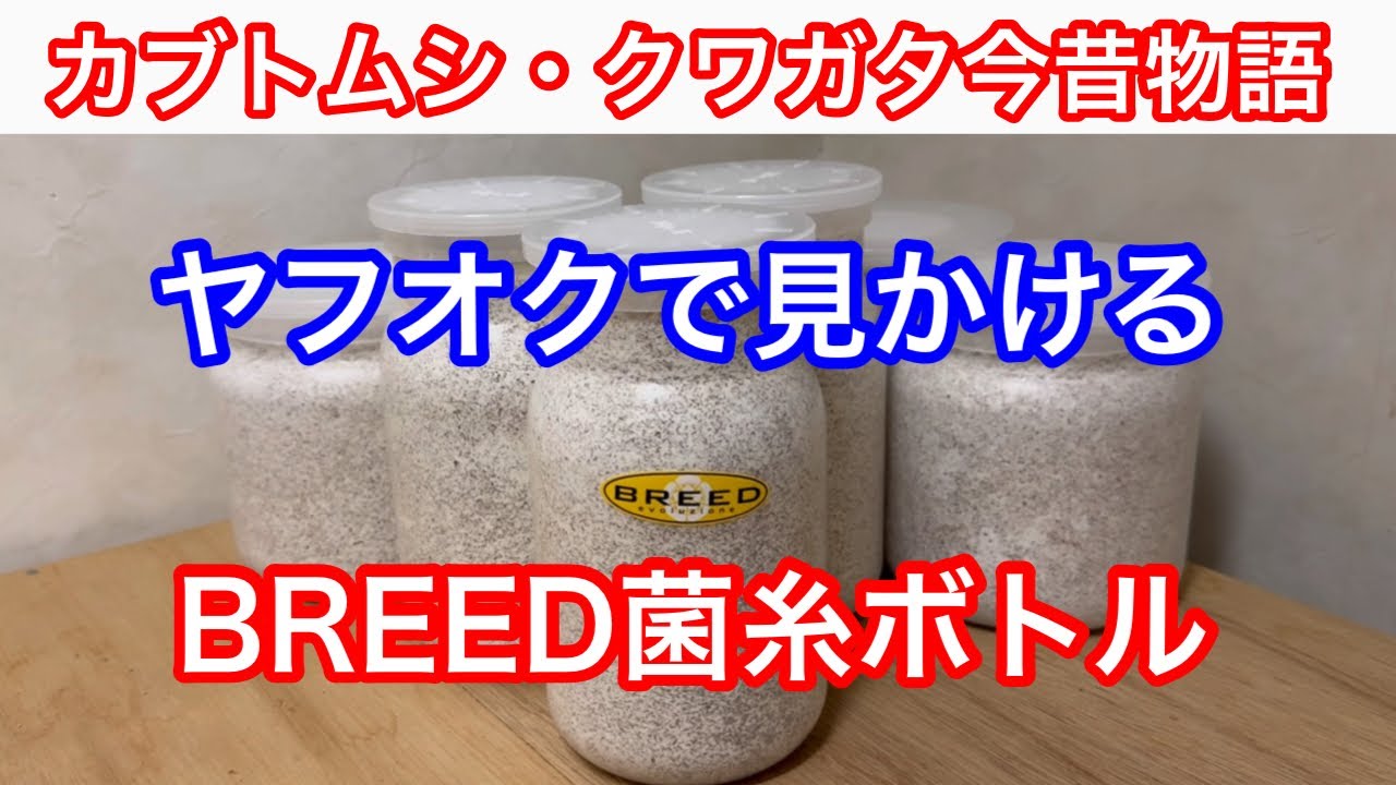久留米産オオクワガタ幼虫BREED菌糸ボトル交換作業編