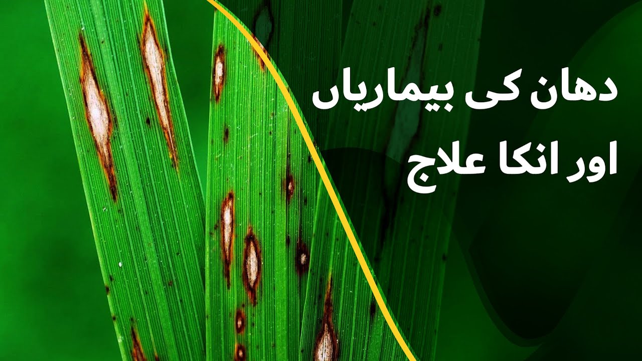 Rice Diseases and Control |دھان کی بیماریاں اور بچائو