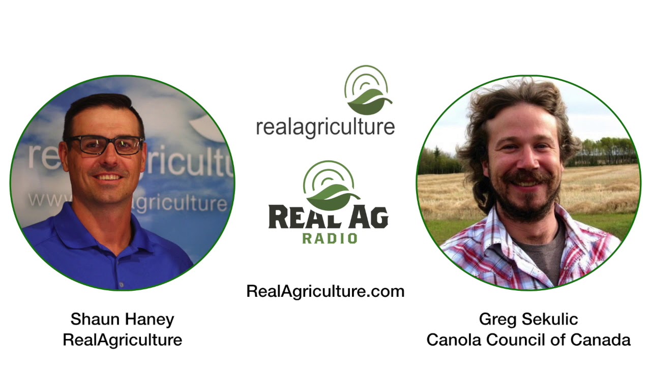 Clubroot found in Peace region - Greg Sekulic, Canola Council of Canada