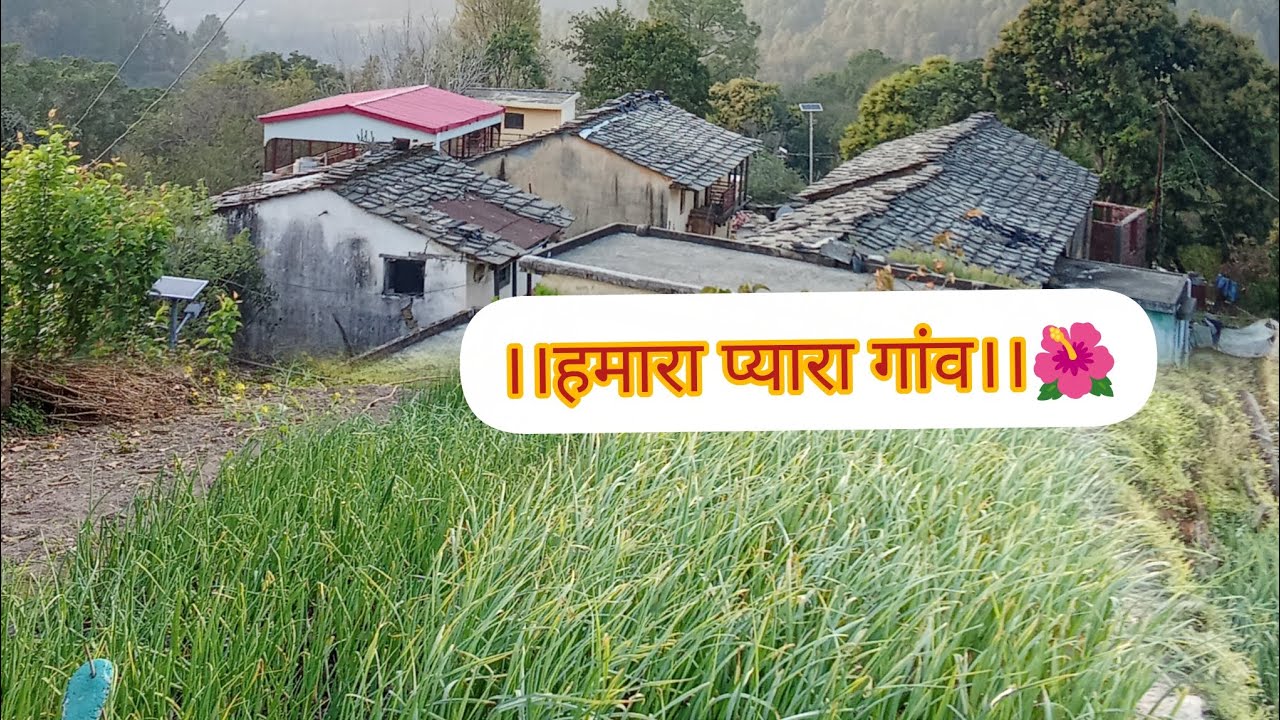।। दादाजी बुजुर्ग होते हुए भी इतनी मेहनत करते हैं।।🧿🌺 पहाड़ों में इसीलिए कोई बीमार नहीं पड़ता।।☺️🤌🙏