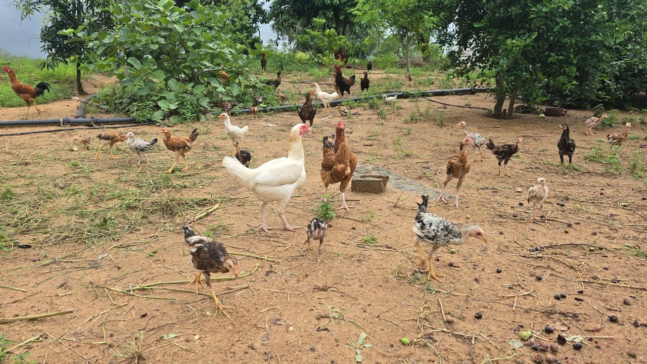 कम लागत में देसी मुर्गी पालन केसे करे पार्ट 1 । Desi murga farm blog 2 #freerangechickens  