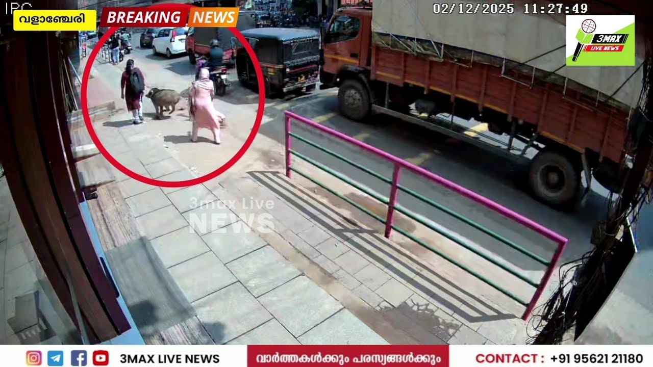 വളാഞ്ചേരി ടൗണിലും പട്ടാപകൽ പന്നിയുടെ പേക്കൂത്ത്. #valanchery #malappuram #cctv 