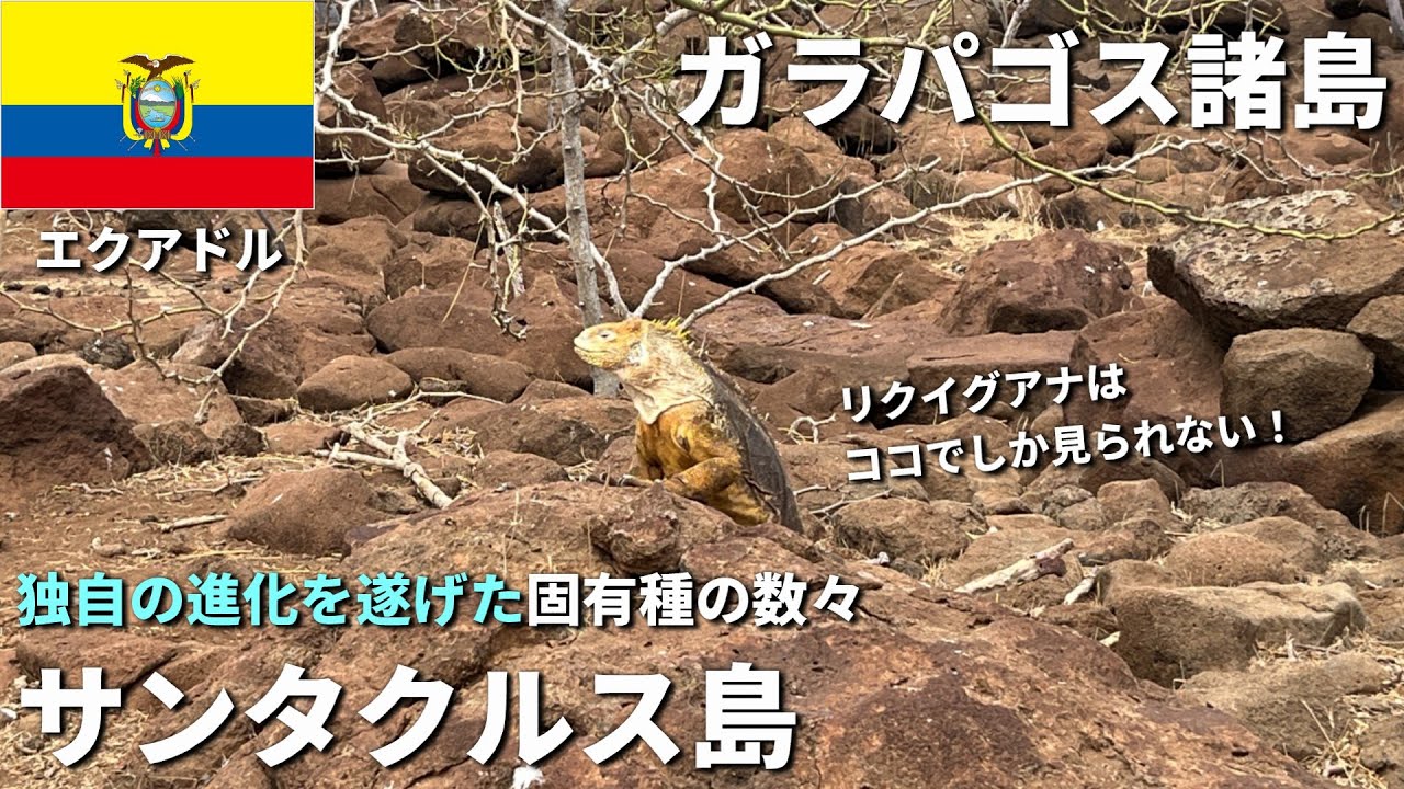 ガラパゴス諸島旅行。サンタクルス島に2泊3日。ここでしか見られない独自の進化を遂げた動物たち。