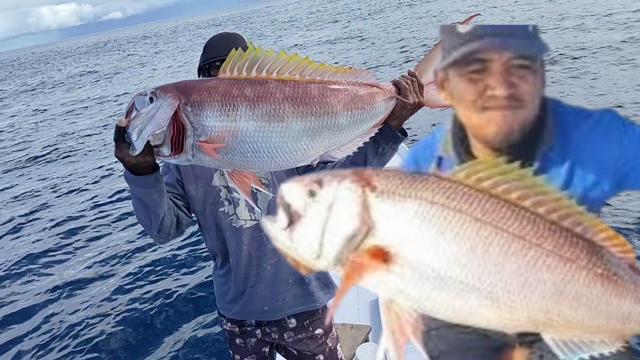 SPOT INI  IKAN NYA SANGAT GACOOR
