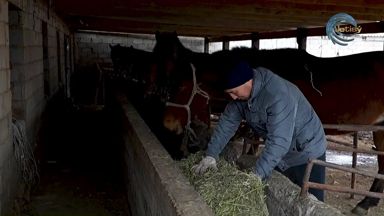 ЖЫЛҚЫ БАҒЫП, ТАБЫС ТАПҚАН ОТБАСЫ / AGRO АЙМАҚ / 31.12.2025