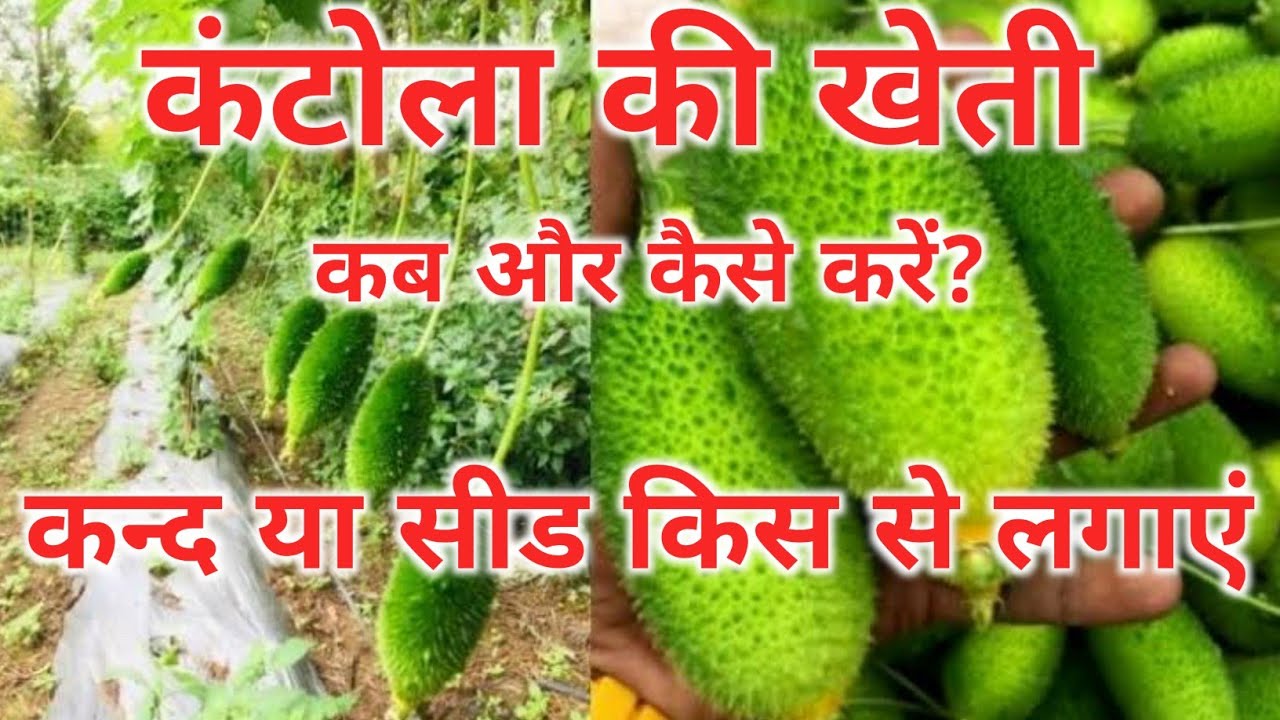 कंटोला/ खेक्सा/ ककोड़ा की खेती कब और कैसे करें | Kantola ki kheti