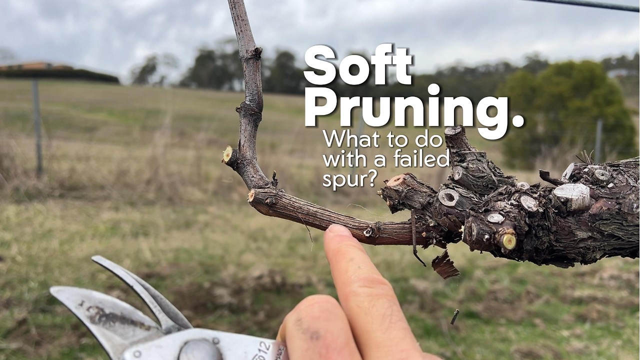 What to do with a failed spur?