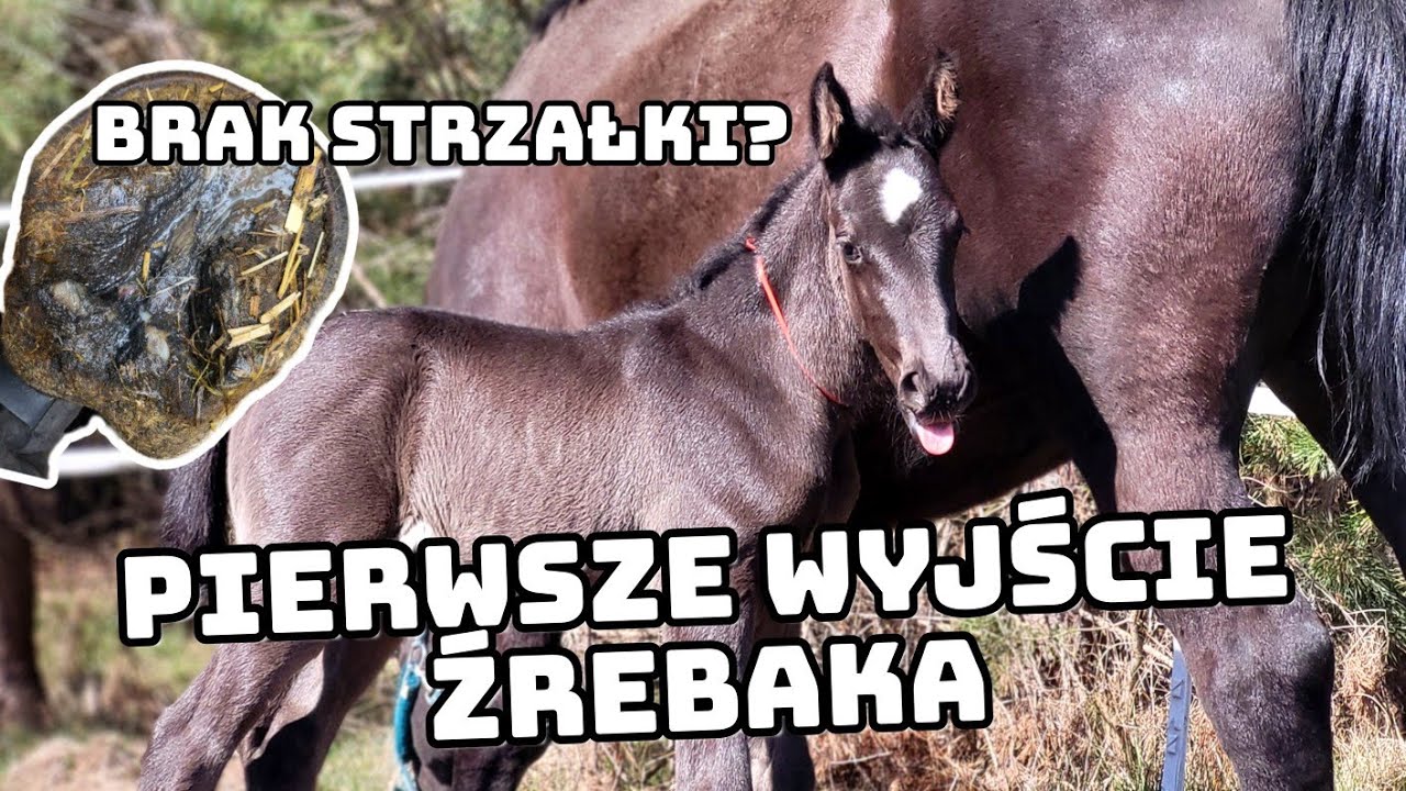 BAGIETKA NA WYBIEGU / ZGNITA STRZAŁKA U NOWEGO KONIA