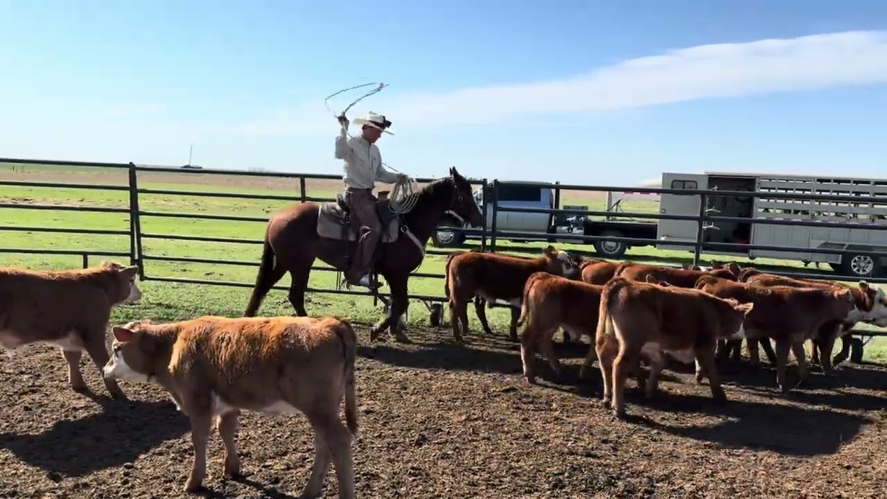 Snag & Drag Branding // LeForce Farms // Nash Oklahoma