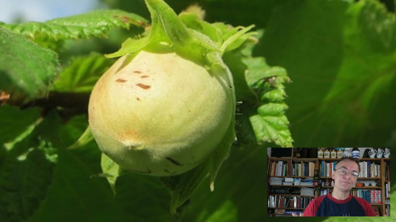De geneeskracht van hazelnoten