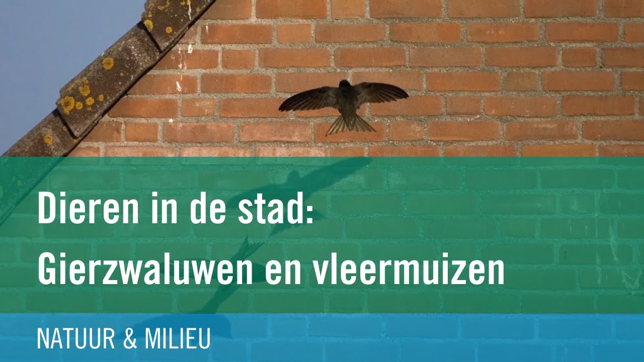 Dieren in de stad: gierzwaluwen en vleermuizen