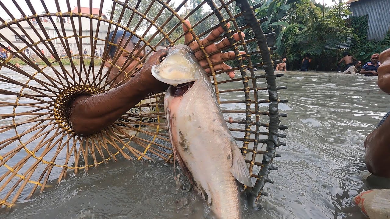 প্রাচীন পদ্ধতি পলো দিয়ে মাছ ধরার উৎসব ২০২৪ | Traditional Polo Fishing Festival 2024