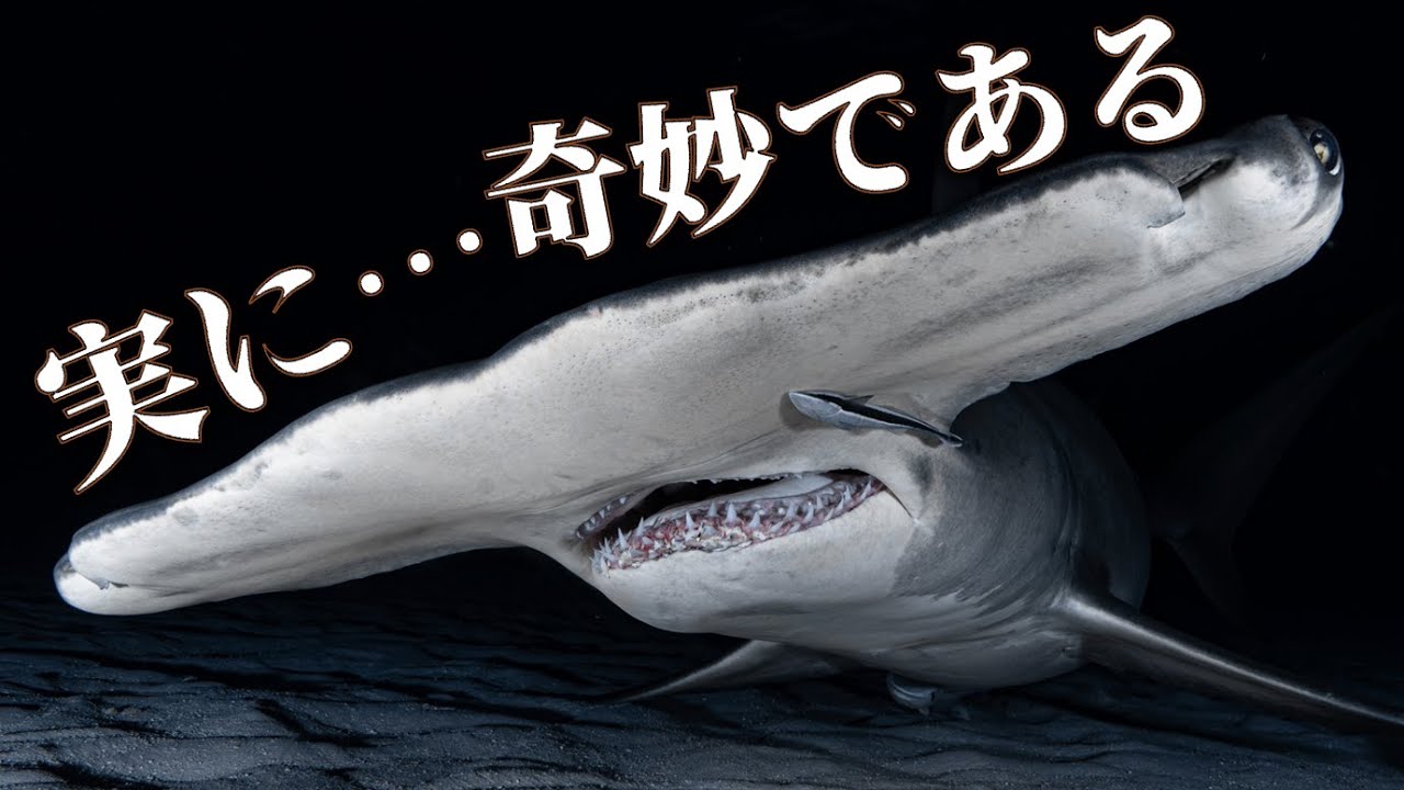 シュモクザメの頭はどうしてこんな形をしているの？(ft.シュモクザメの進化）