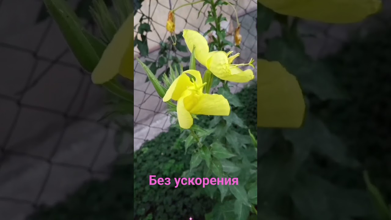 Ночная красавица распускается на глазах  //   A flower is blooming (without acceleration)