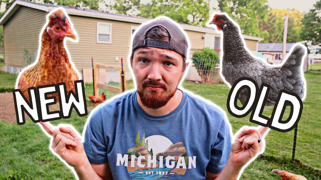 Вводим новых кур в наше существующее стадо (используя два метода)