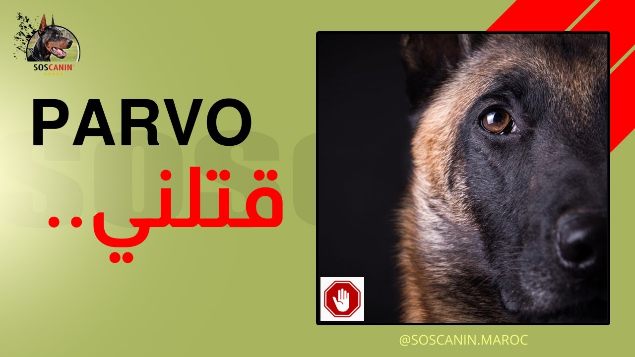 Parvo - بارفو قتلني