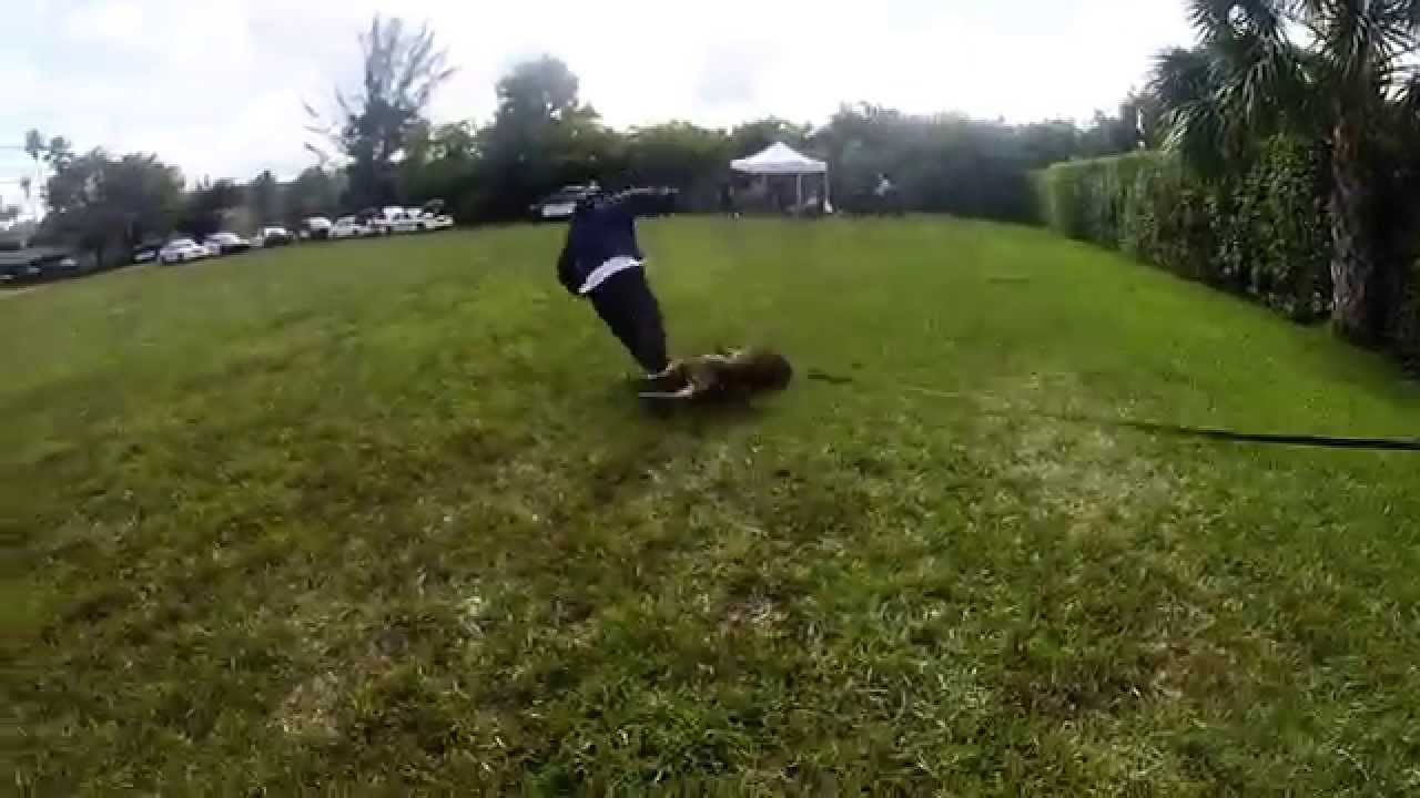 Police K-9 Decoy Training