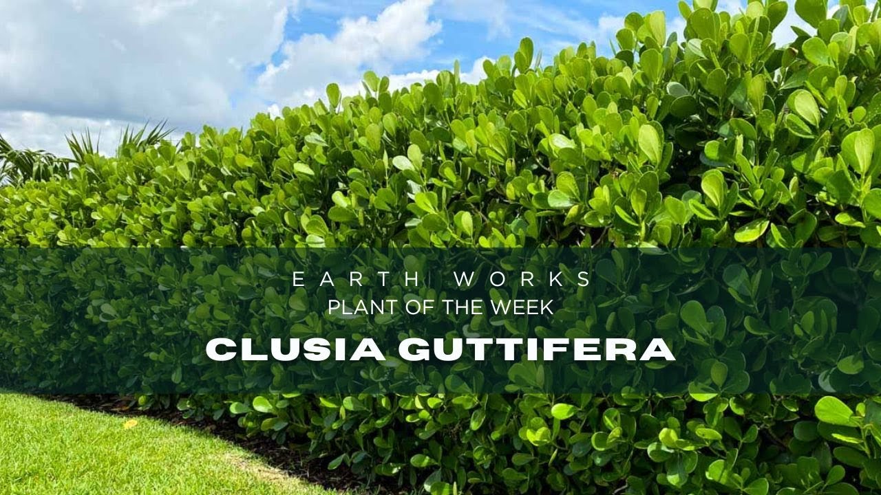Achieve Garden Bliss with Clusia Guttifera Shrubs: Tips and Tricks