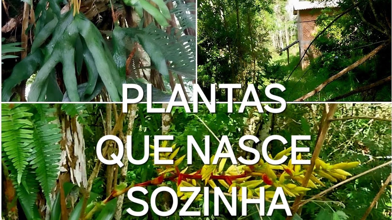 Caminhando na beira da Mata do Sítio, enraizar folhas na água.