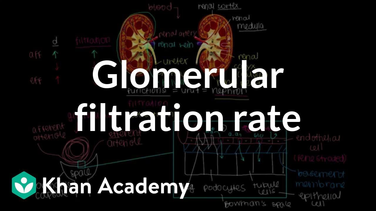 Zmiany stopnia filtracji kłębuszkowej | Fizjologia układu wydalnicznego | NCLEX-RN | Khan Academy