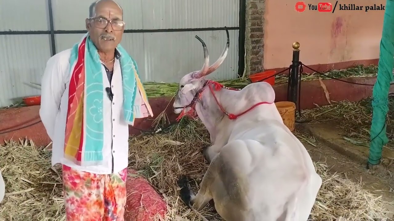 उमराणीचे हिंदकेसरी सोन्या, शंभू, आणि सरदार  यांची संपुर्ण माहिती...#cow #bullfarm #bull 