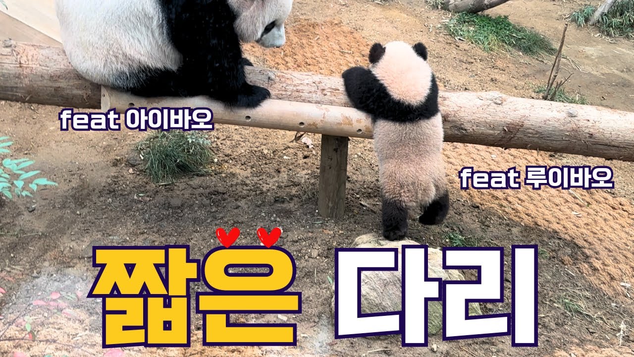 짧은 다리 (ft. 아이바오 루이바오) | 바오리듬