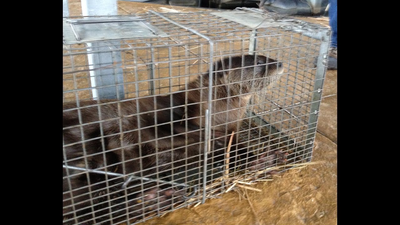 River Otter live trapped at Lake of the Ozarks