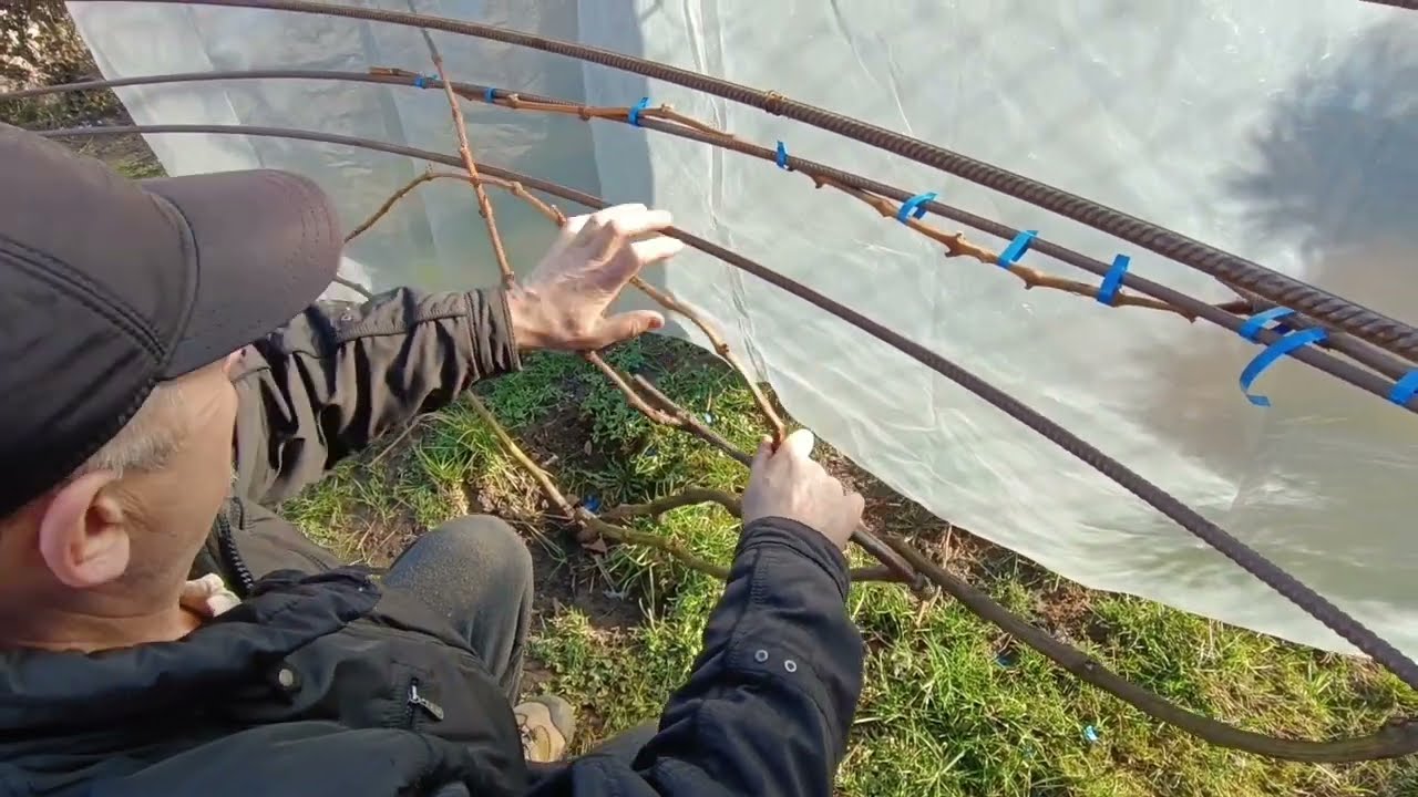 Обрізка винограду