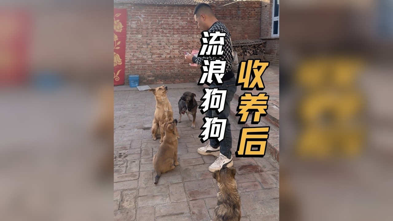 流浪狗，被收养后……