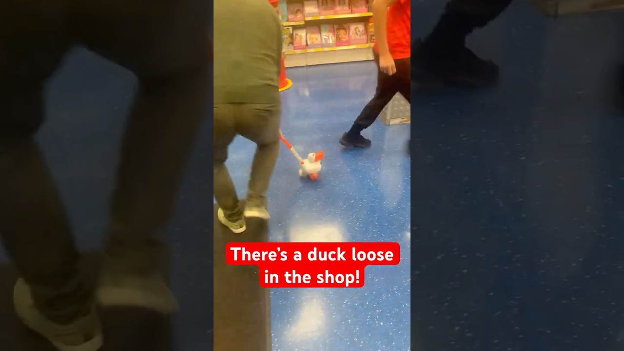 Chased by a duck in the toy shop! #smyths #wigan #duck #funny
