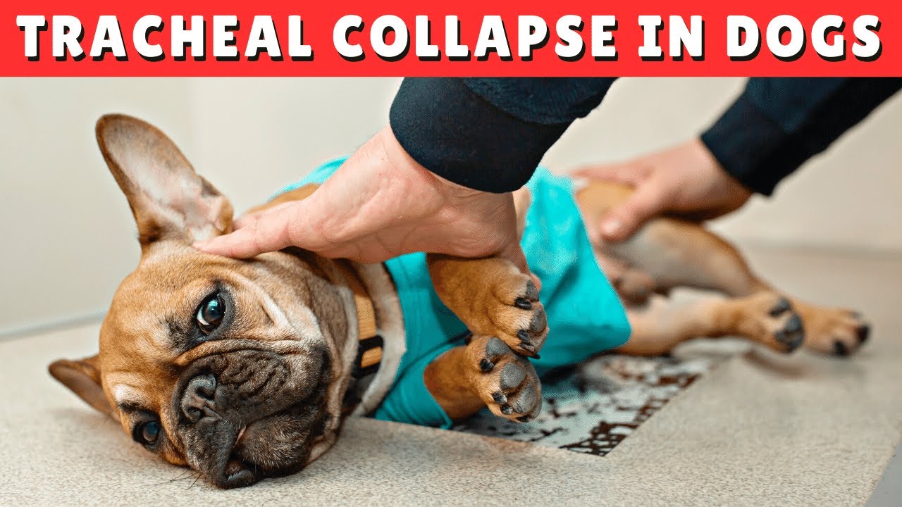 Tracheal Collapse in Dogs - CAUSES and TREATMENT