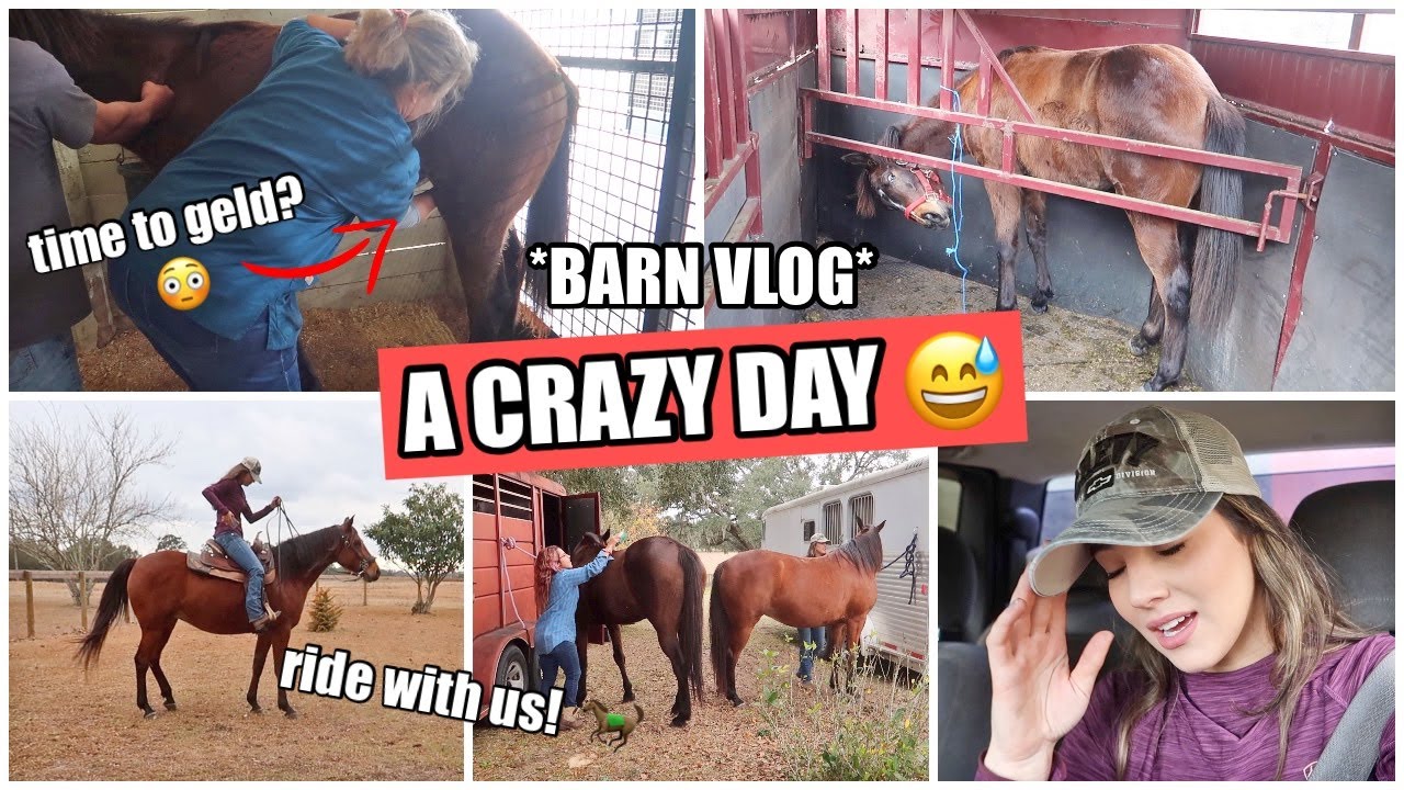 Let's Go Riding! + Is He Ready To Be Gelded? | BARN VLOG