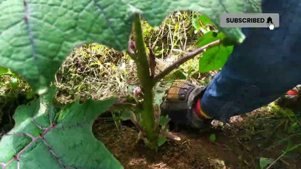 Cómo desojar el cultivo de lulo