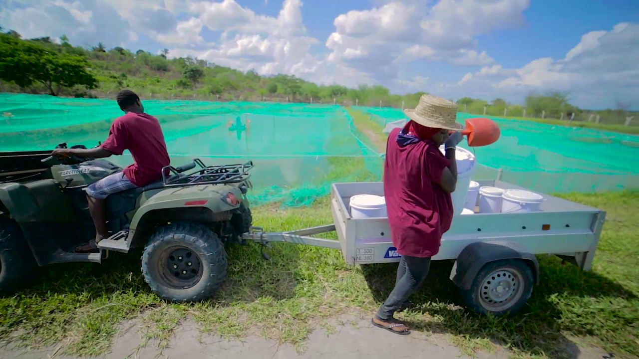 Ruvu Fish Farm