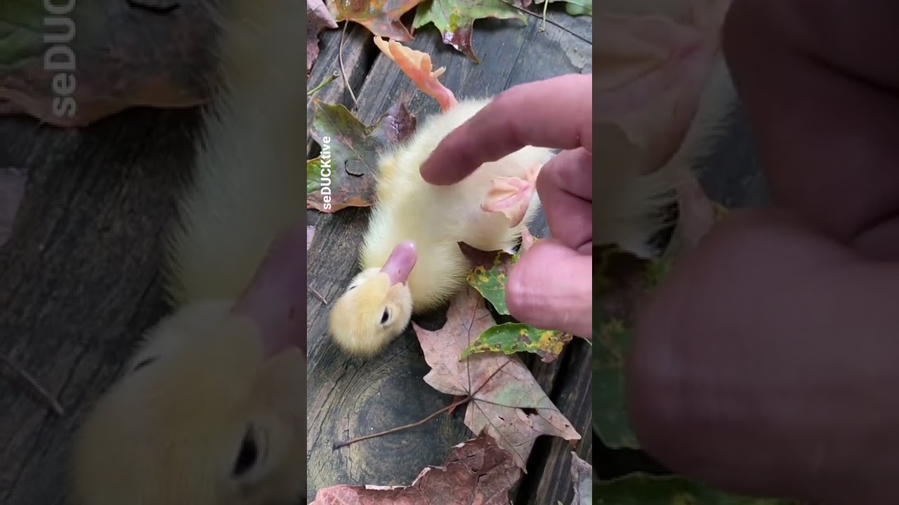 Baby Duck Belly Rub 🥹❤️