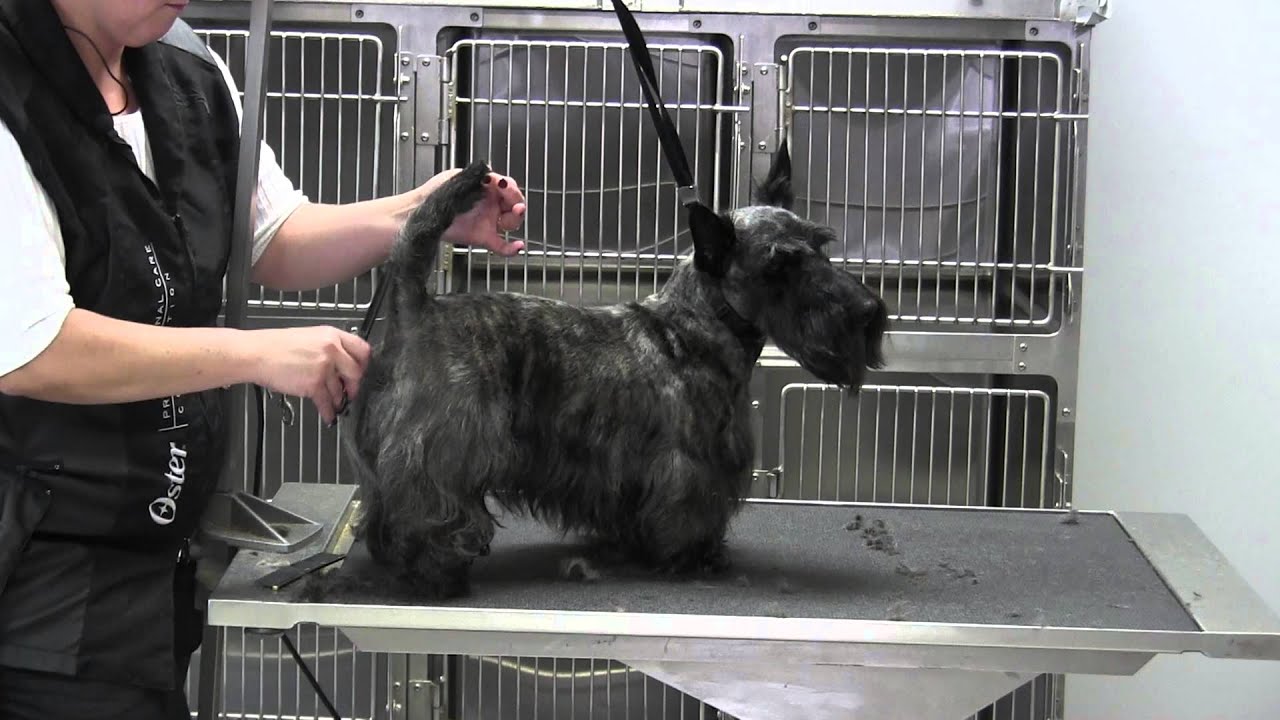 Scottish Terrier- Tail