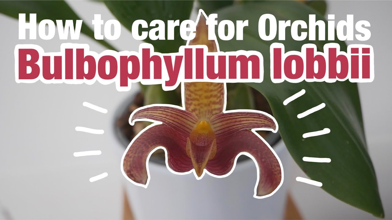 HOW TO CARE FOR ORCHIDS: #2 BULBOPHYLLUM LOBBII