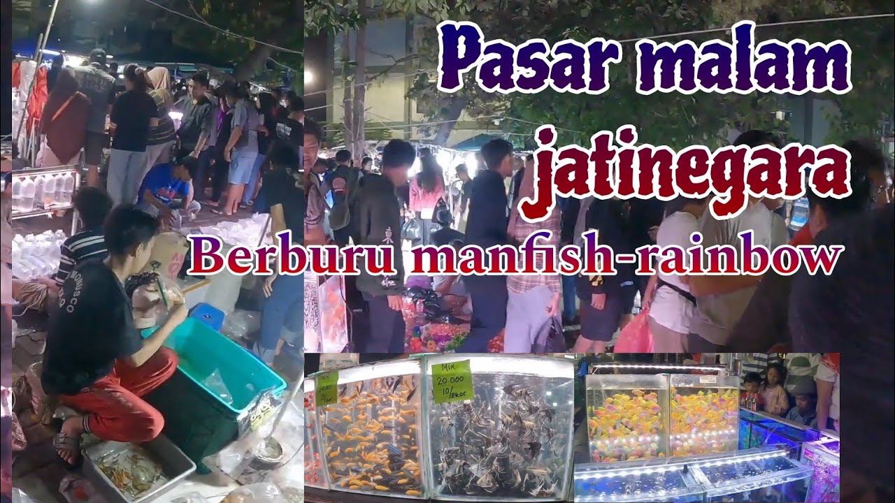 Hunting ikan manfish rainbow part 2
