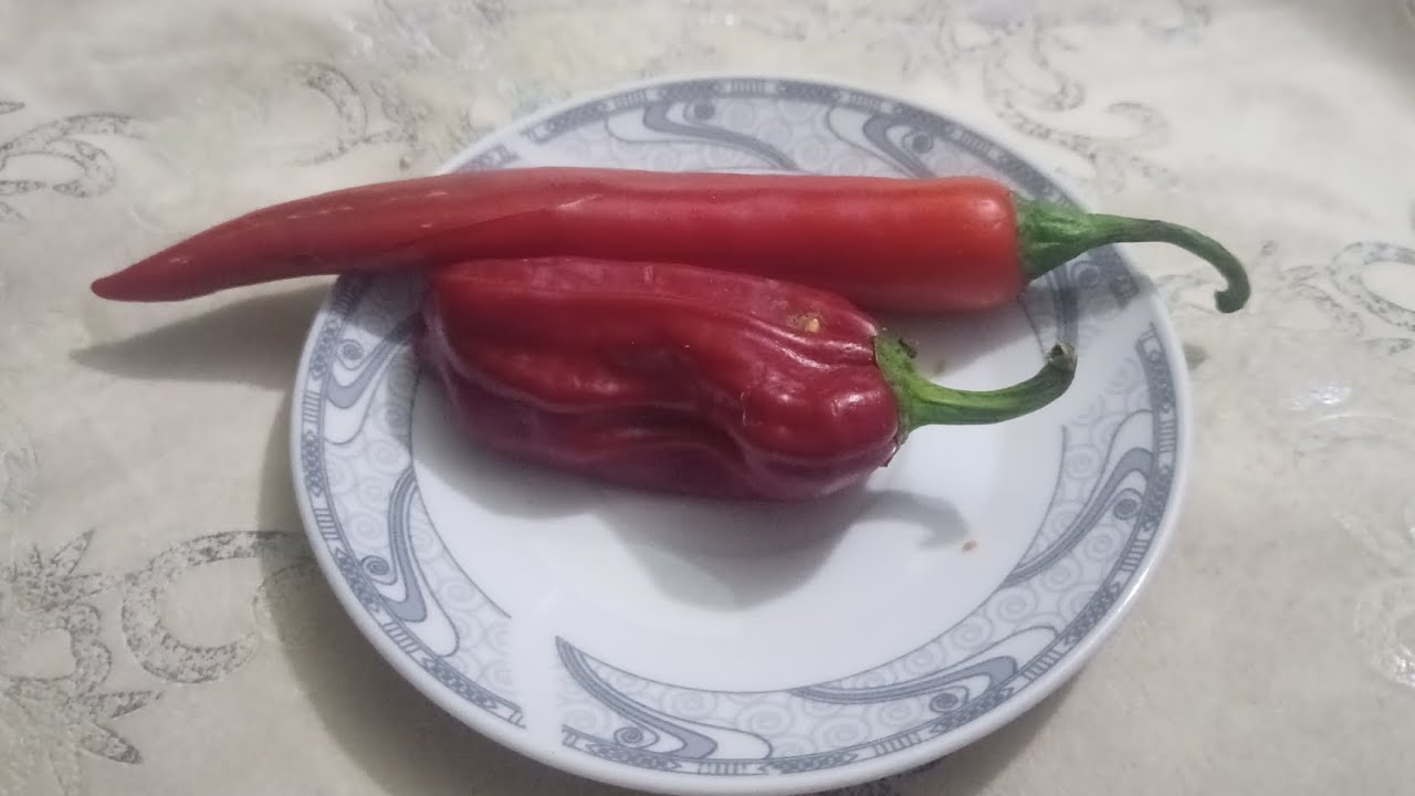 سعر رخيص وفوائد أغلى من الدهب ✅🌶️