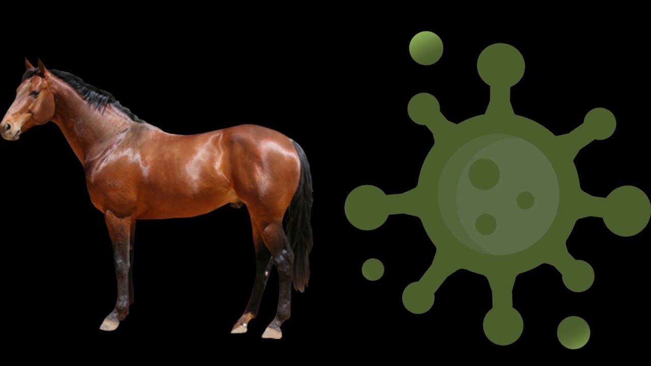 &iquest;Que es un virus troyano?