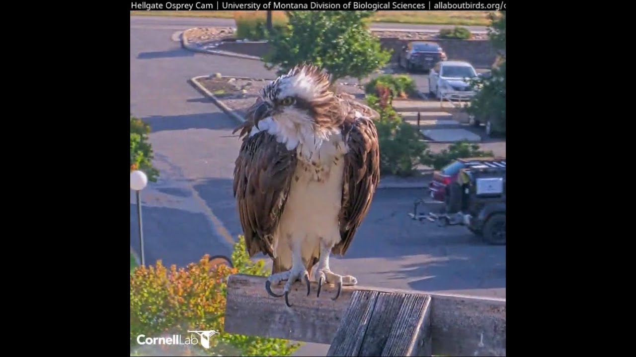 Hellgate Canyon Ospreys 2025 ~ The Preening Queen 👑Aug 5, 2025