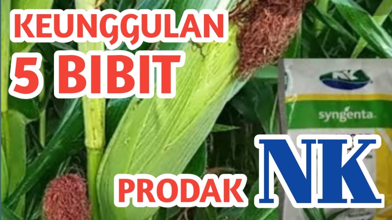 Keunggulan 5 Varietas Jagung Prodak Sygenta. Rendemen Paling Tinggi