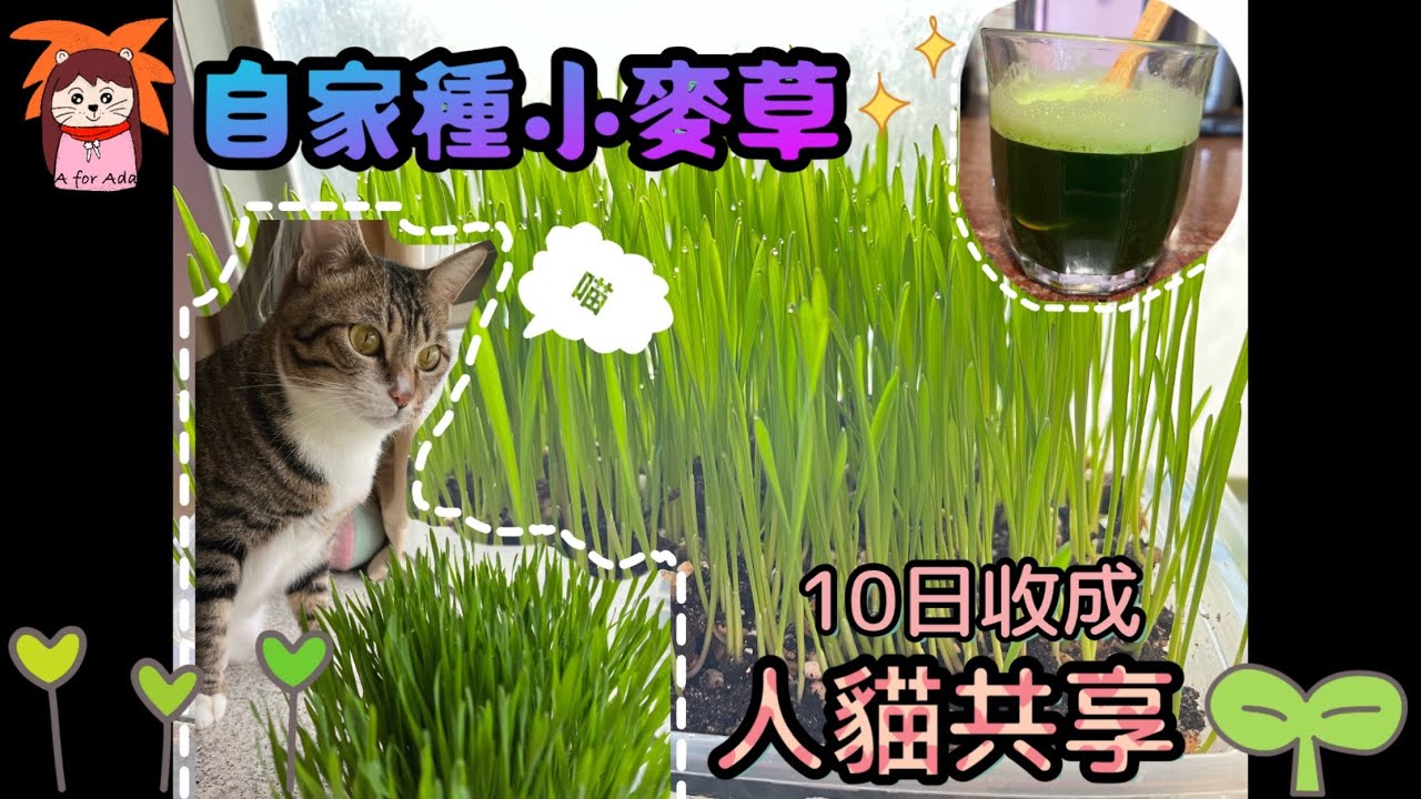 自家種小麥草，人貓共享／土耕好簡單／打成小麥草汁有益身體