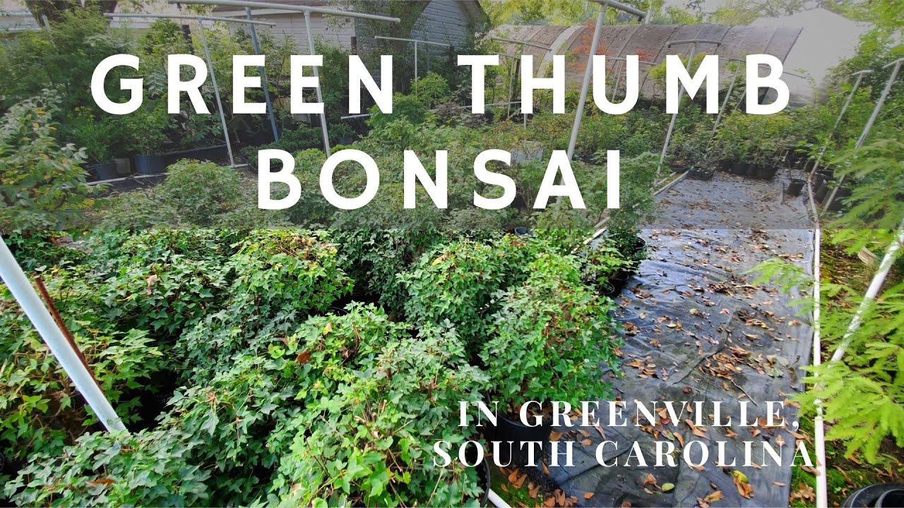 Visiting Green Thumb Bonsai Nursery
