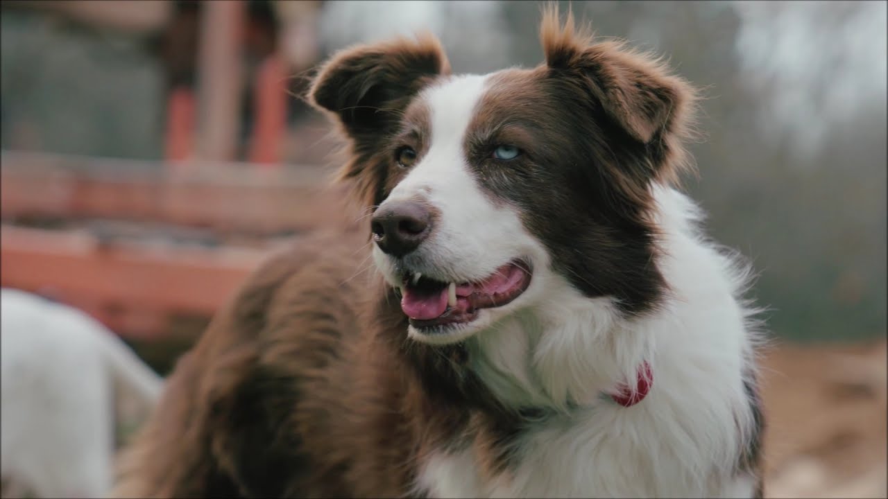 Hunde Video f&uuml;r Kinder und Kleinkinder - Kurzes Tiervideo mit Musik - mit Welpen