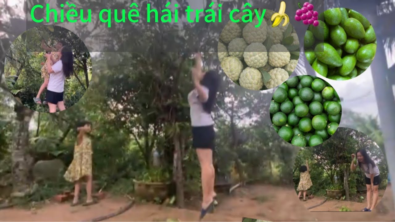 Chiều Quê Hái Bơ, Na, Chuối – Trái Cây Tươi Ngon Miệt Vườn 🍌🥑🍈